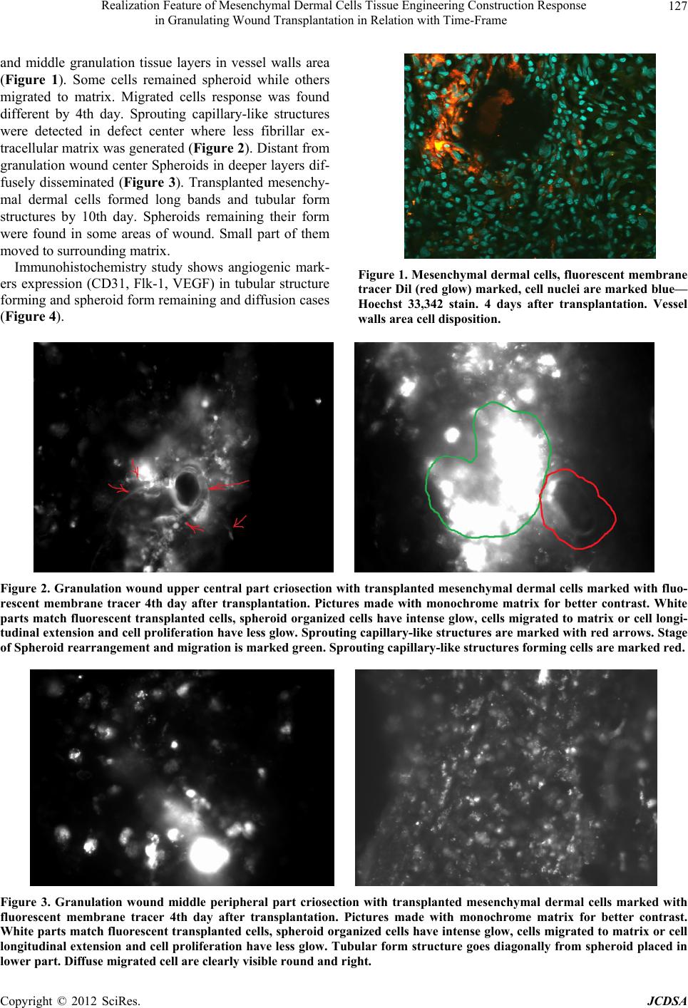 Dermal Paper Realization Feature of Mesenchymal Dermal Cells Tissue Engineering ...