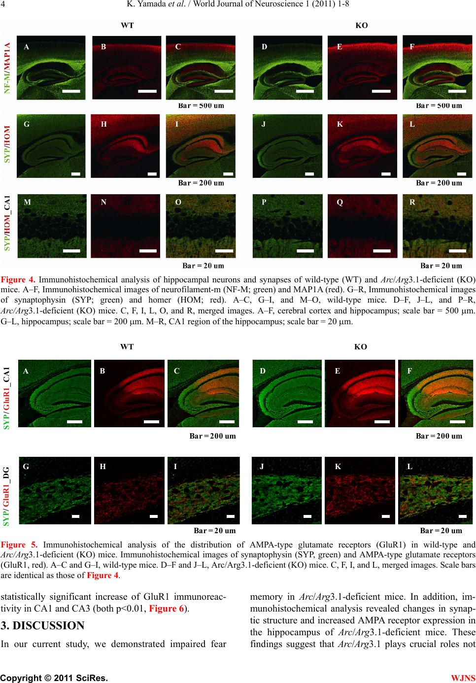 Analyses of fear memory in Arc/Arg3.1-deficient mice: intact short-term ...