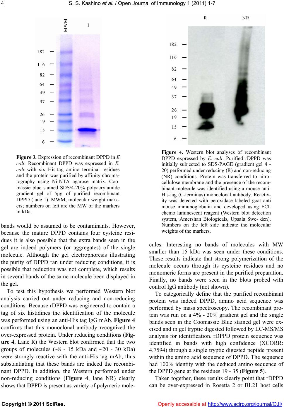 Successful expression and purification of dppd, using a codon optimized ...